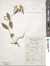 Lonicera japonica image