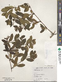 Lonicera japonica image