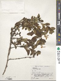 Lonicera japonica image