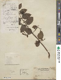 Lonicera japonica image