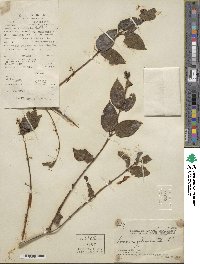 Lonicera japonica image