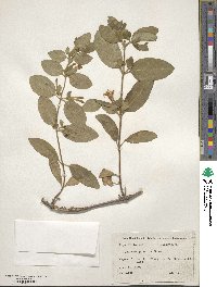 Lonicera japonica image