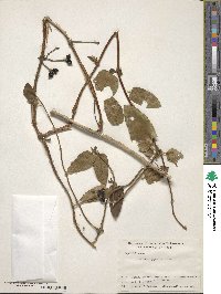 Lonicera japonica image