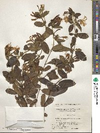 Lonicera japonica image