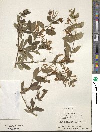 Lonicera japonica image