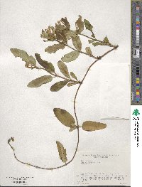 Lonicera japonica image