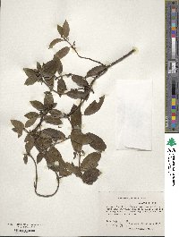 Lonicera japonica image