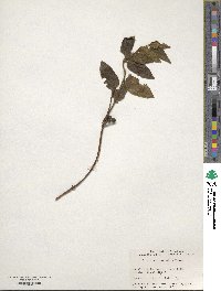 Lonicera japonica image