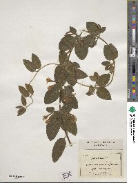 Lonicera japonica image