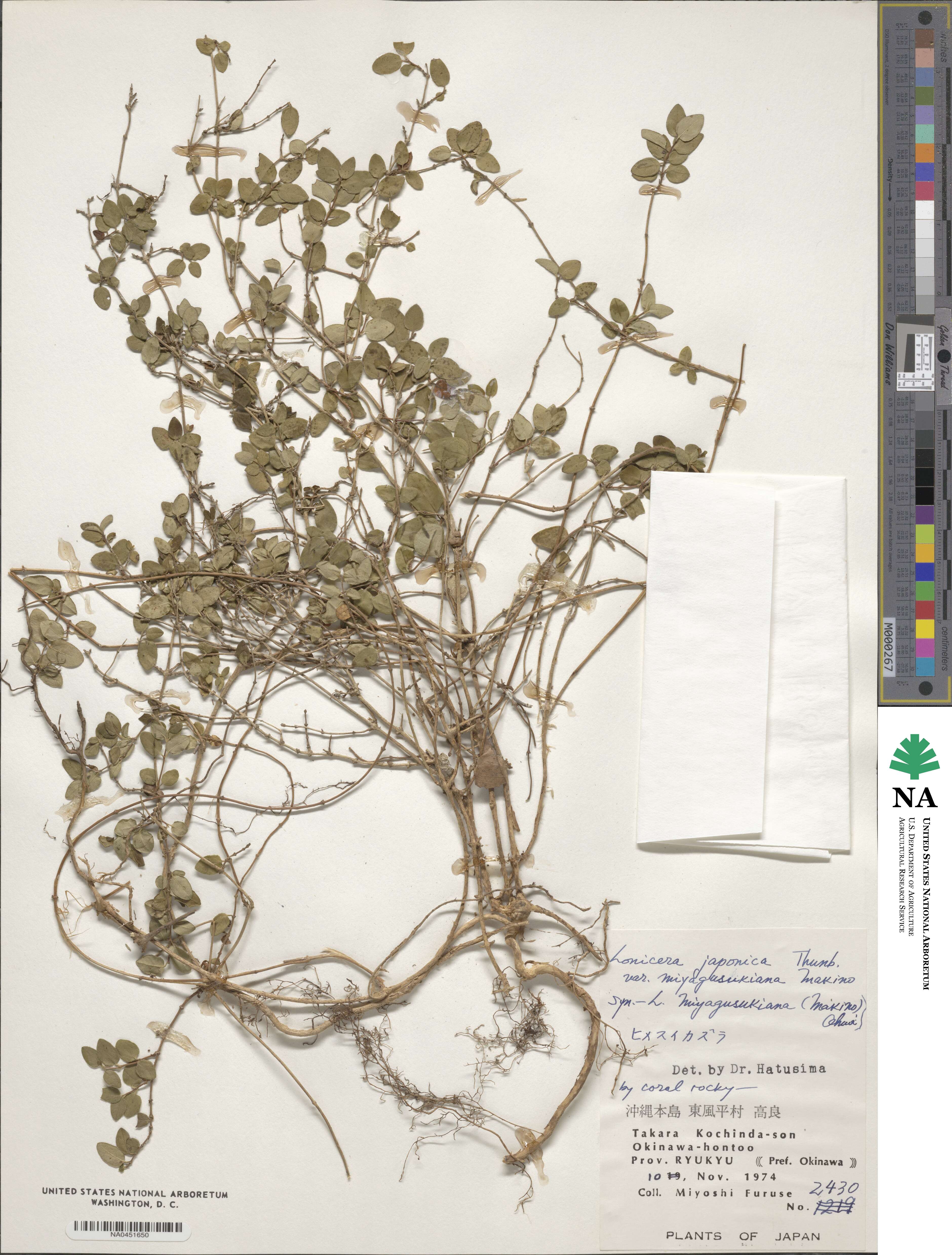 Lonicera japonica var. miyagusukiana image