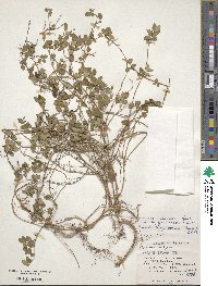 Lonicera japonica var. miyagusukiana image