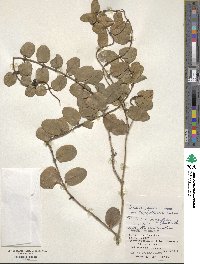 Lonicera japonica var. miyagusukiana image