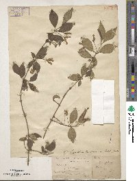 Lonicera chrysantha var. koehneana image