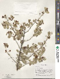 Lonicera korolkowii image