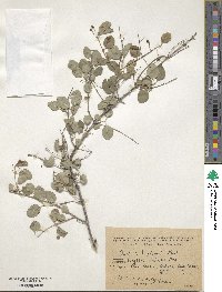 Lonicera korolkowii image