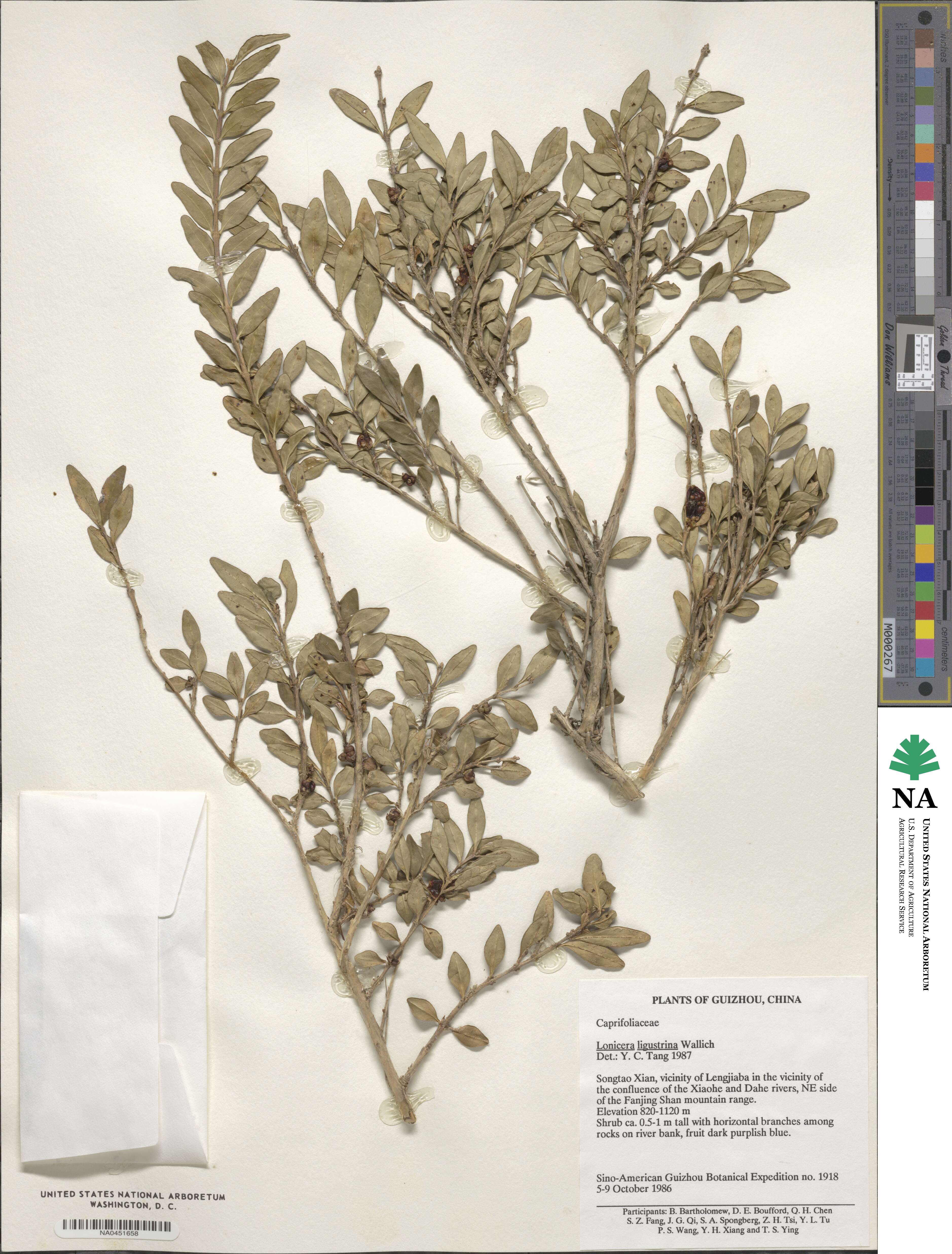 Lonicera ligustrina image