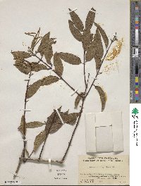 Lonicera longiflora image