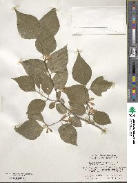 Lonicera maackii image