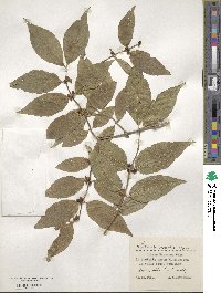 Lonicera maackii image