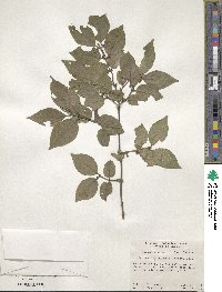 Lonicera maackii image