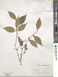 Lonicera maackii image