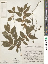 Lonicera maackii image