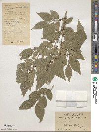 Lonicera maackii image