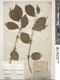 Lonicera maackii image