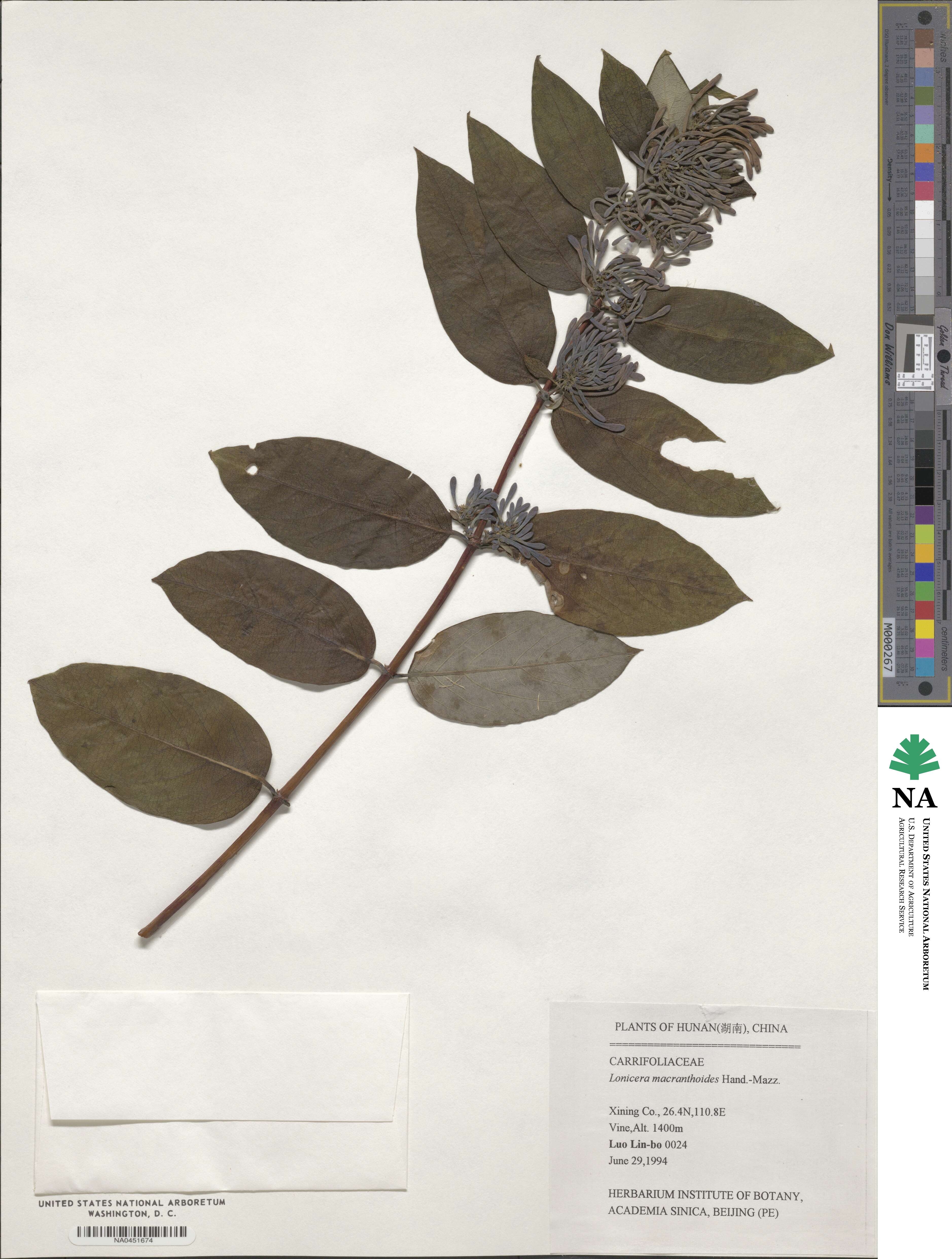 Lonicera guillonii image