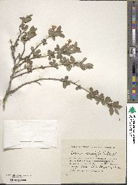 Lonicera microphylla image