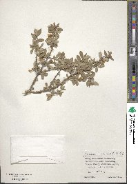 Lonicera microphylla image