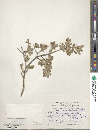 Lonicera microphylla image