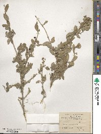 Lonicera microphylla image