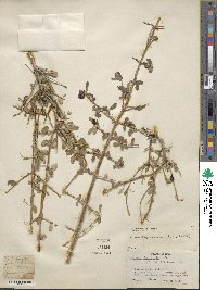 Lonicera microphylla image