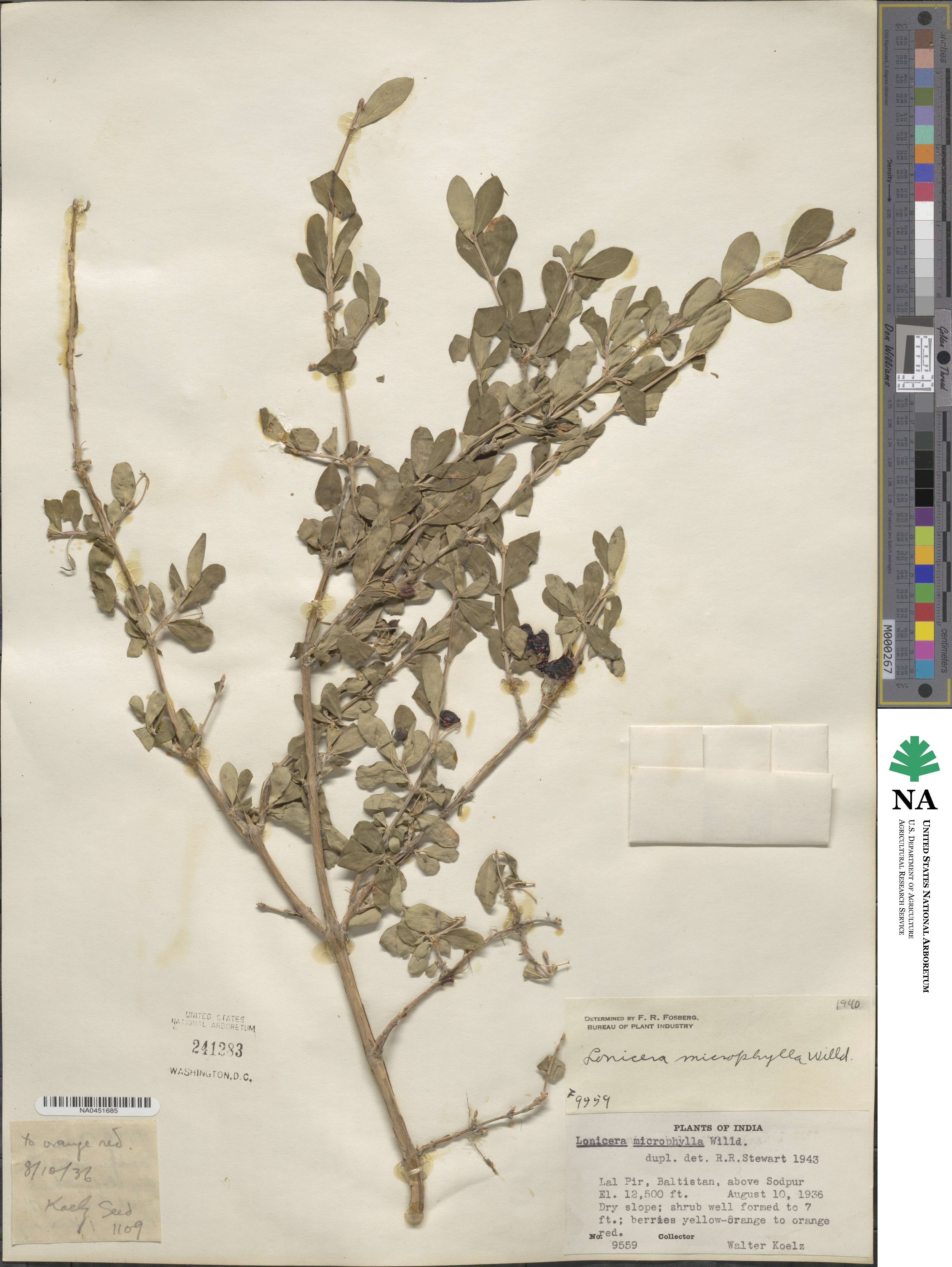 Lonicera microphylla image