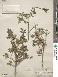 Lonicera microphylla image