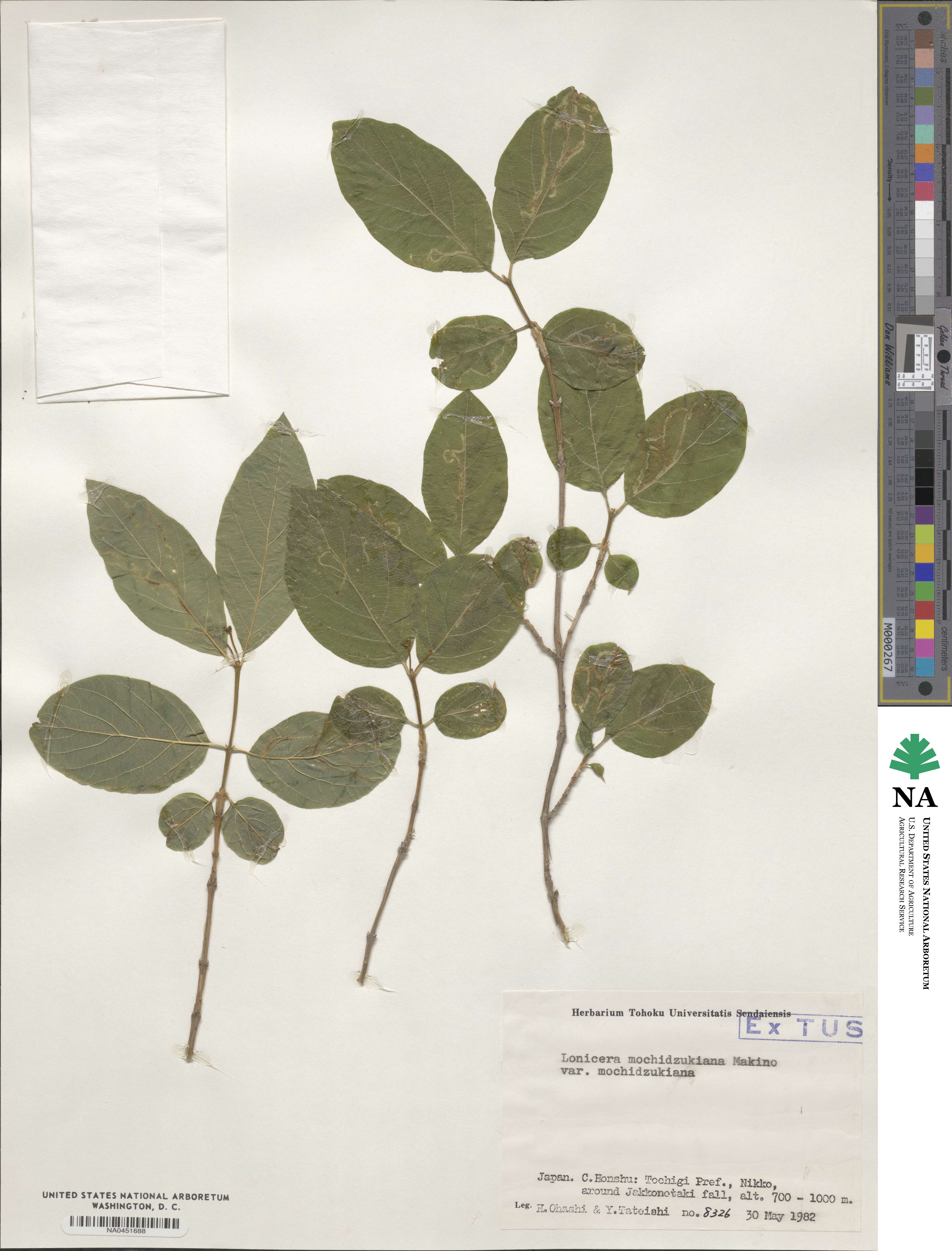 Lonicera mochidzukiana image