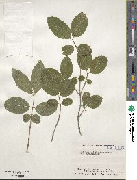 Lonicera mochidzukiana image