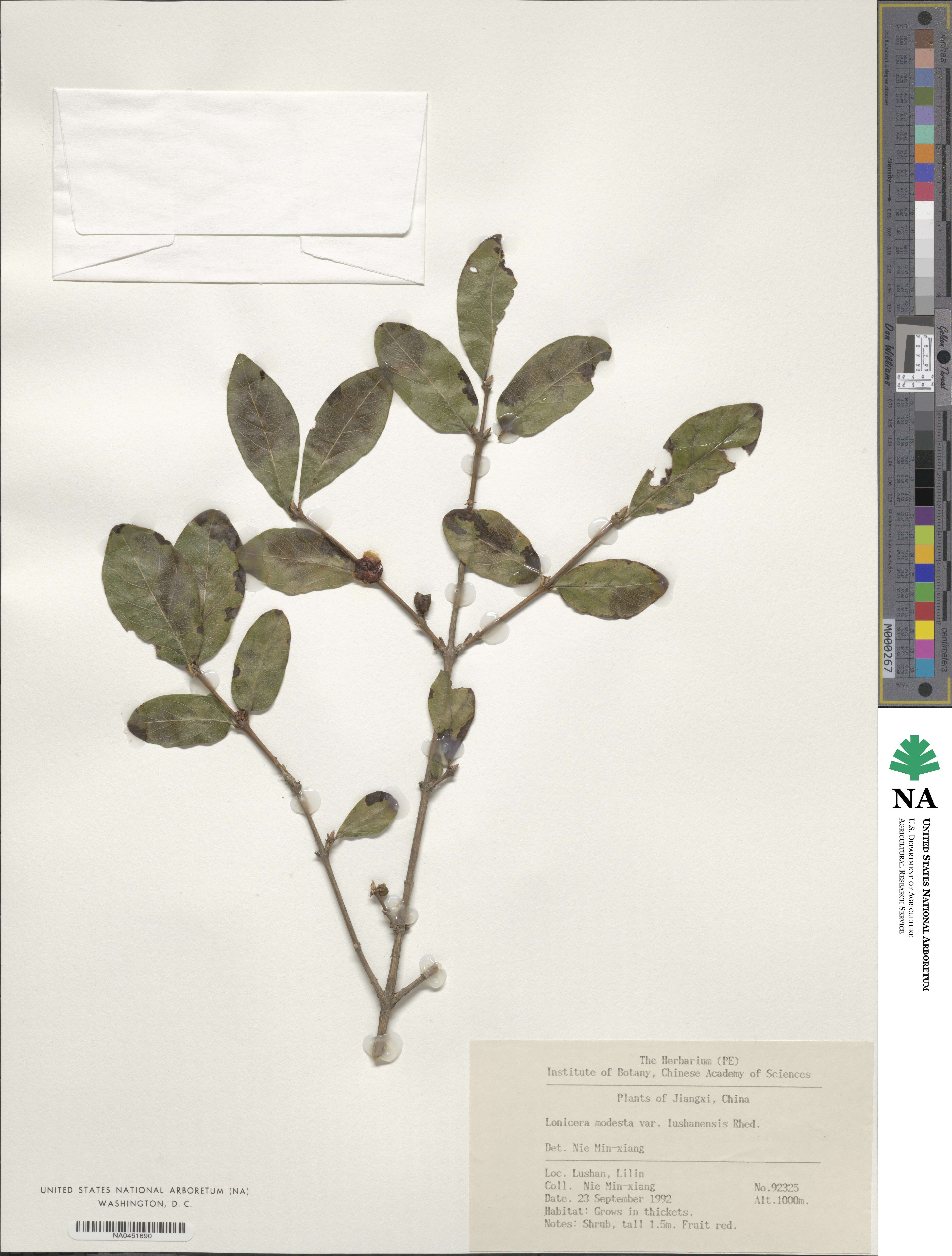 Lonicera modesta image