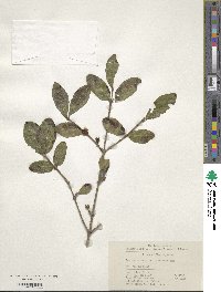 Lonicera modesta image