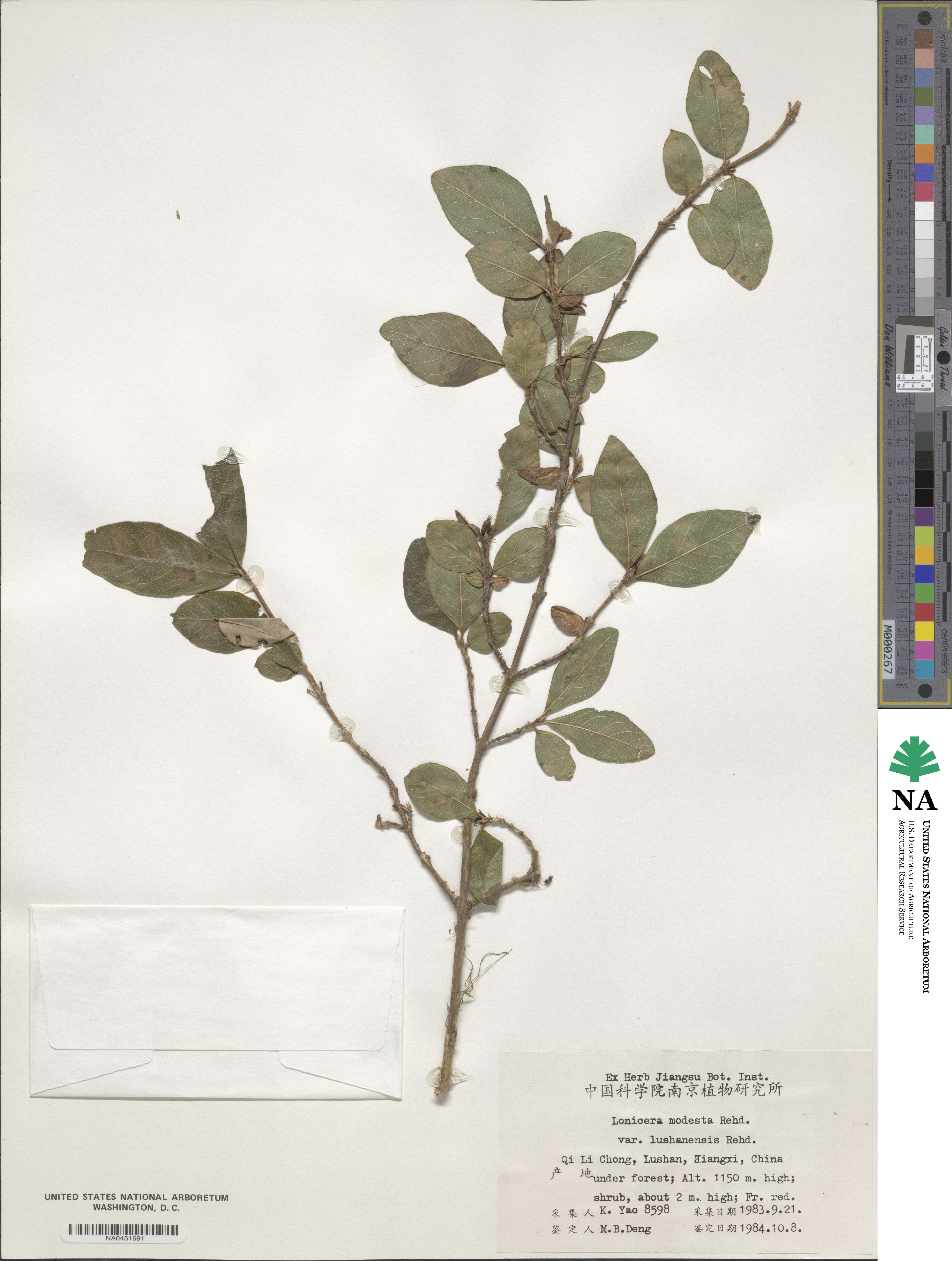 Lonicera modesta image