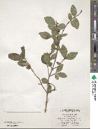 Lonicera modesta image