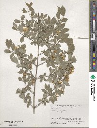 Lonicera morrowii image