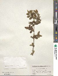 Lonicera morrowii image