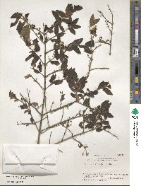 Lonicera morrowii image