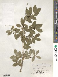 Lonicera morrowii image