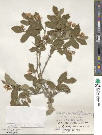 Lonicera morrowii image