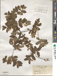 Lonicera morrowii image