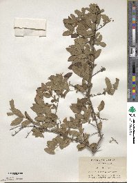 Lonicera morrowii image