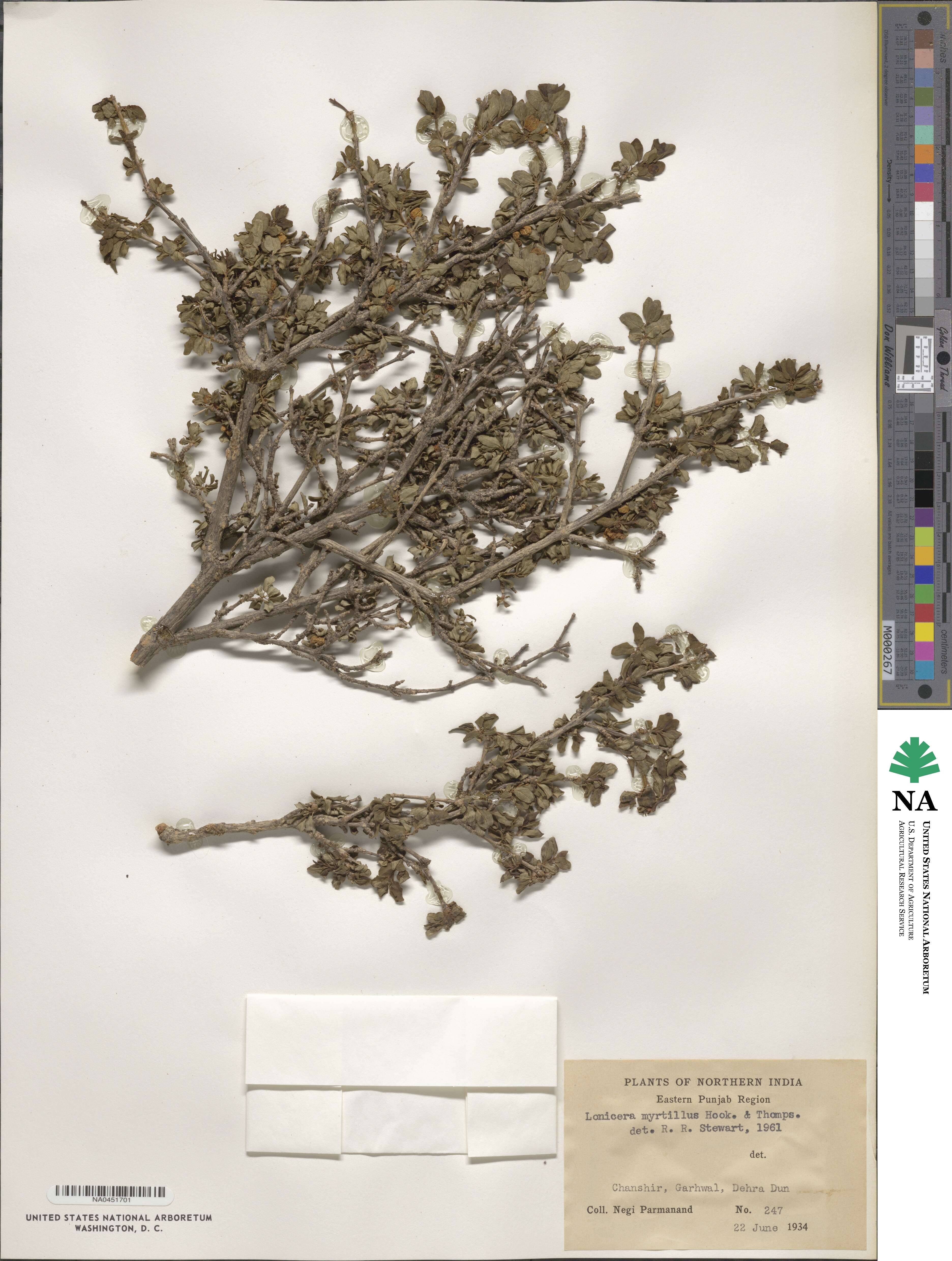 Lonicera myrtillus image